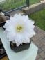 Preview: Echinopsis eyriesii